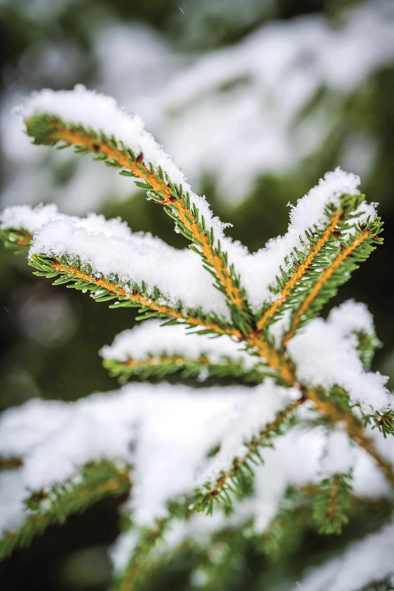 Closeup of snow-dusted pine needles.