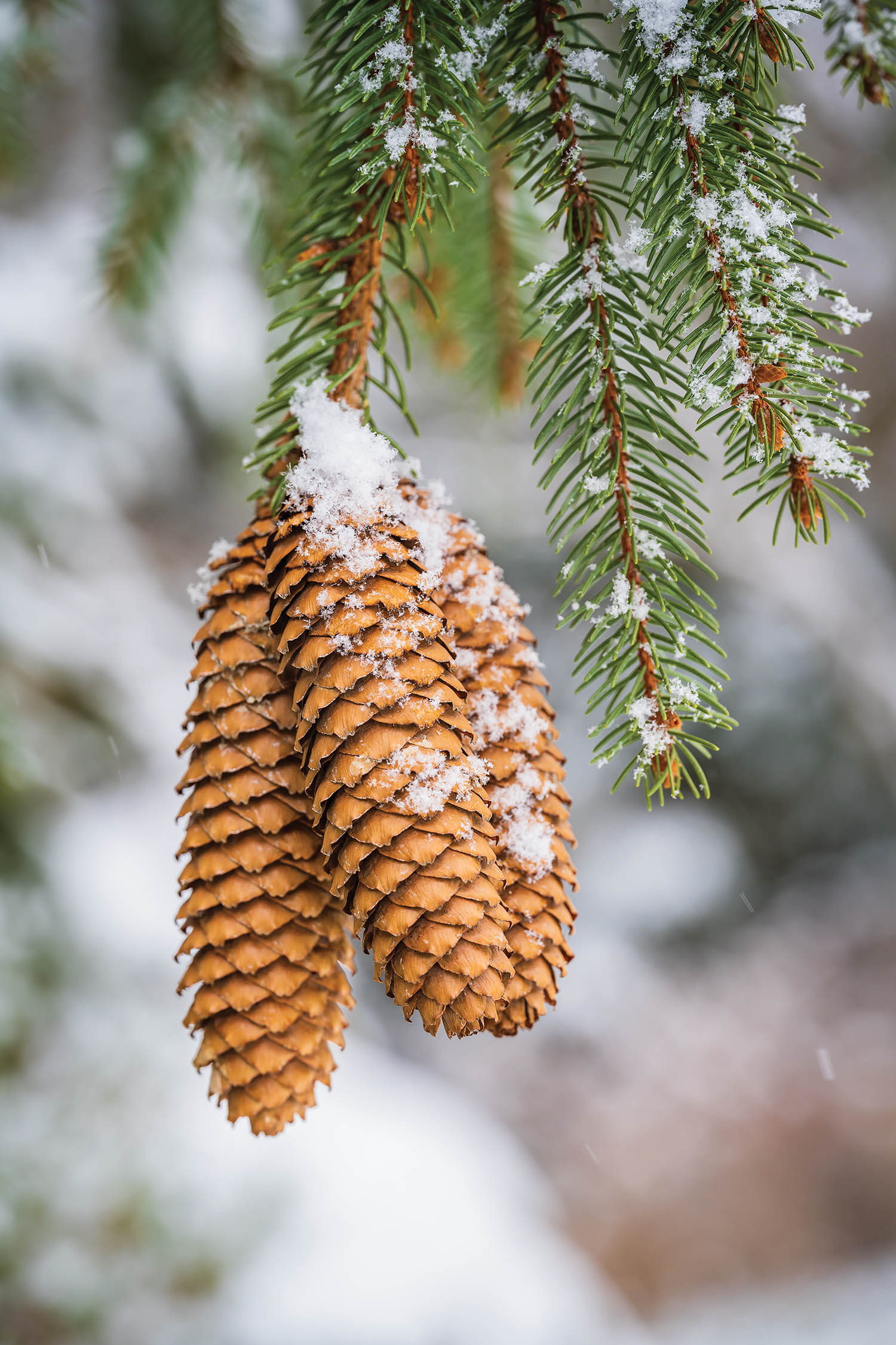 Closeup of snow-dusted pinecones.