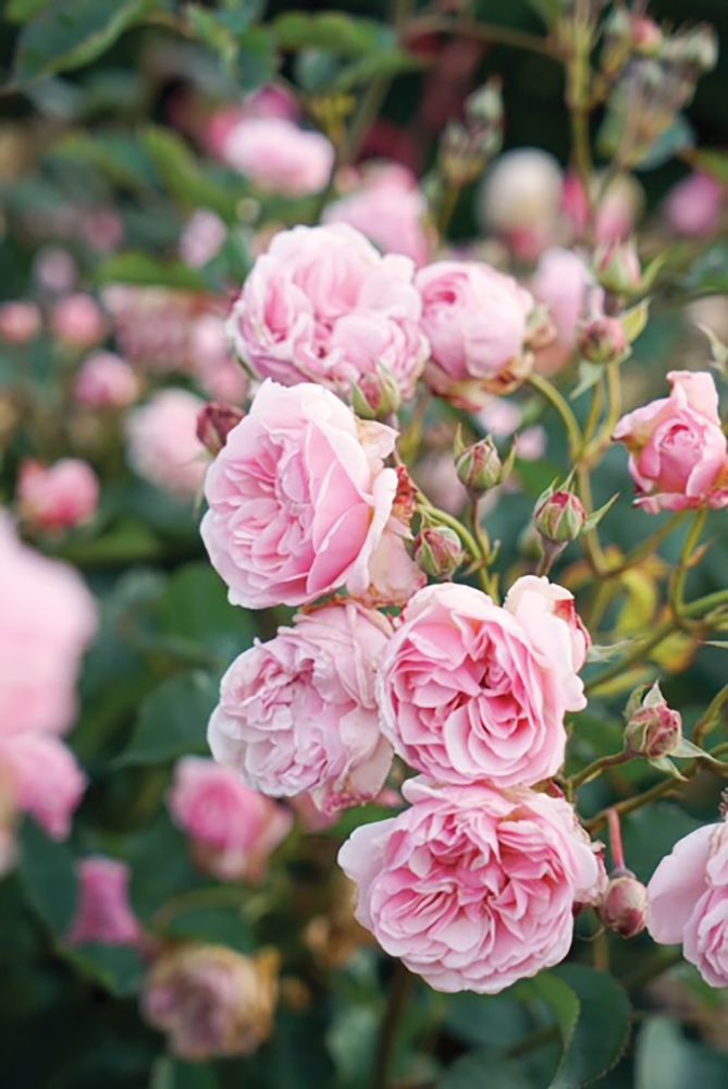 A close up of pink roses.
