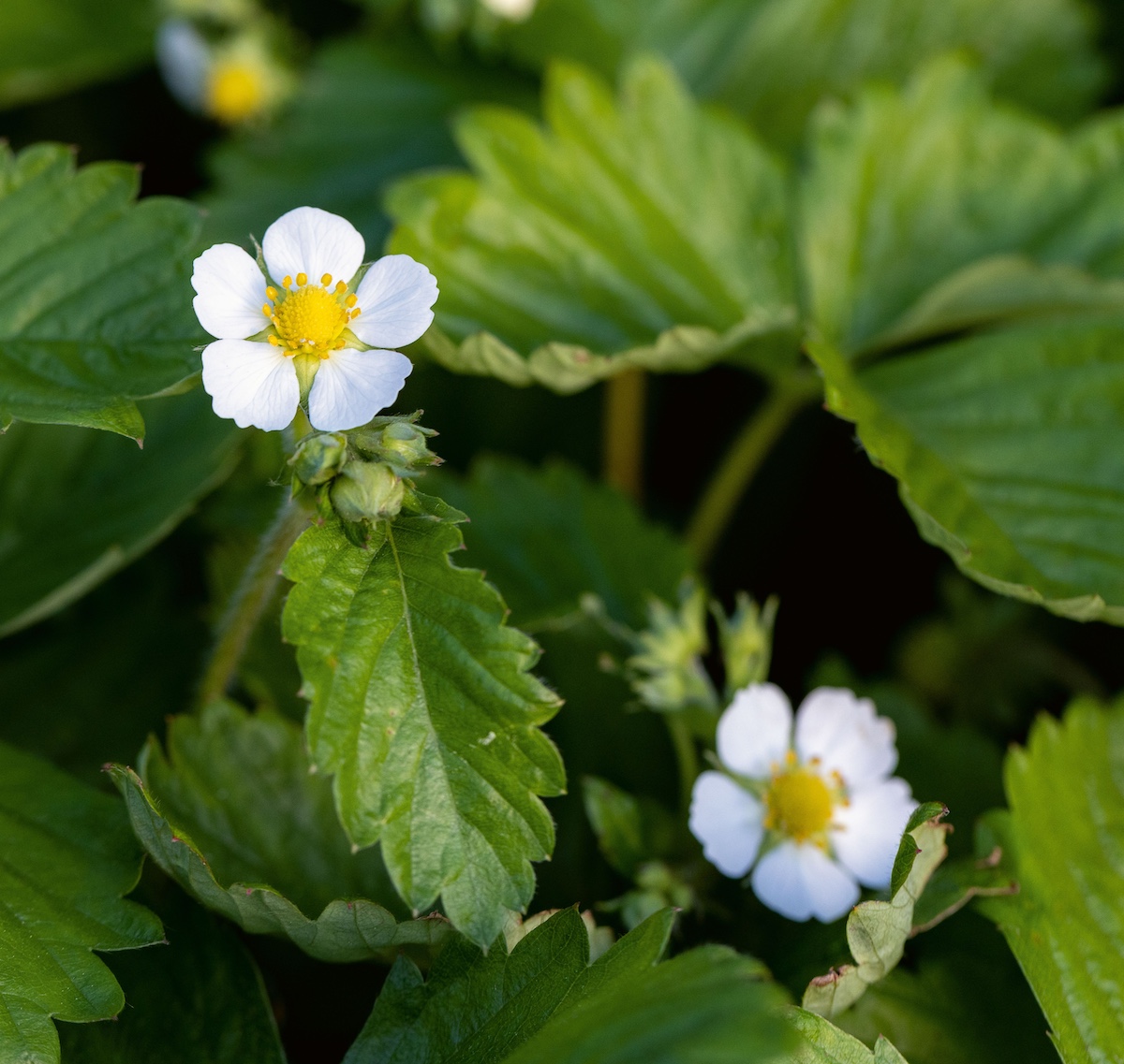 Green strawberry leaves bloom with small white flower buds.