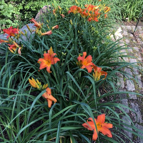 a bed of bright orange daylilies growing beside a cobblestone patio