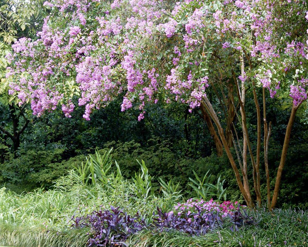 crepe myrtle tree with pink blooms shades a garden bed on the outskirts of a lawn