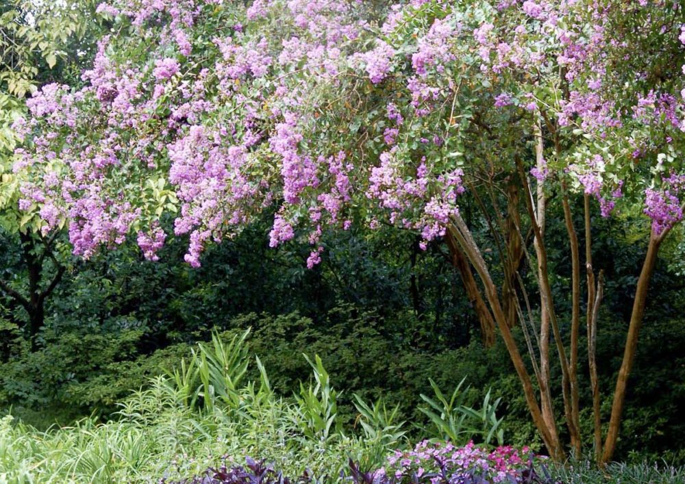 crepe myrtle tree with pink blooms shades a garden bed