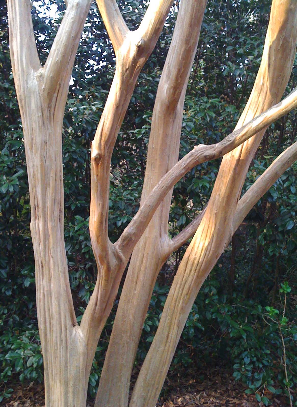 close up of the trunk and bark of a crepe myrtle tree