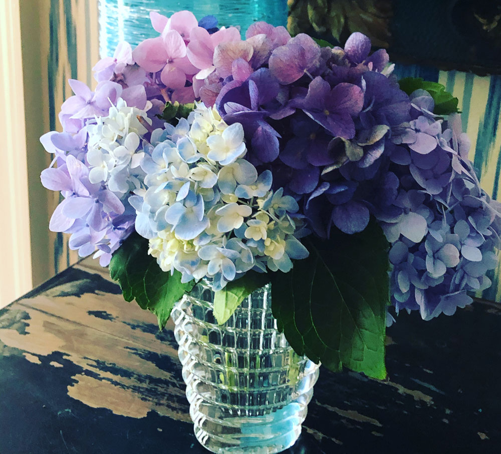 Ombre of blue hydrangeas in a Baccarat vase