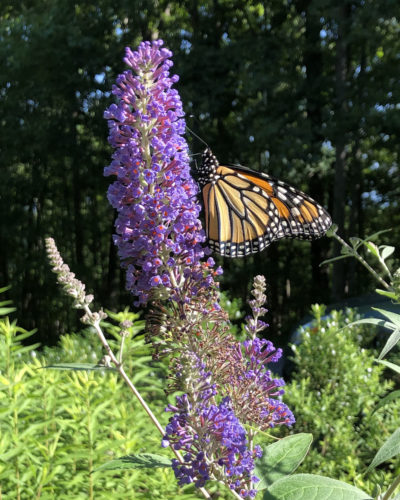 Monarch butterfly on purple butterfly bush (or Buddleia)