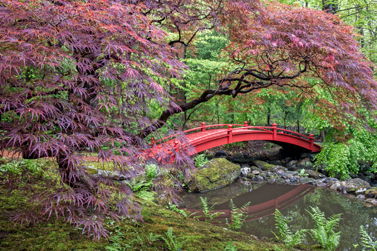 red buds in bloom by a red arched bridged crossing a creek