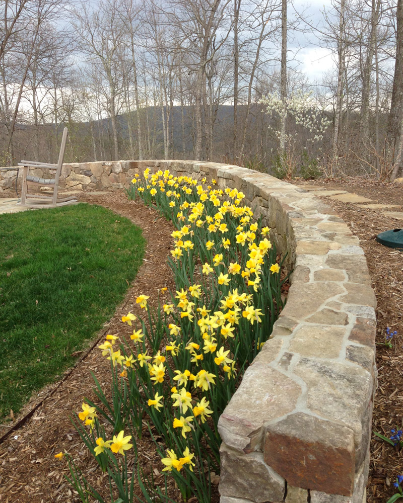 a drift of bright yellow daffodils along a low, curved stone garden wall with the mountains in the background