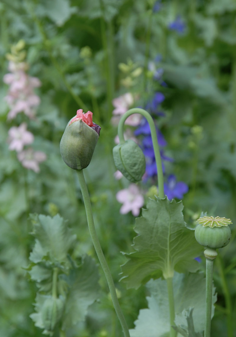 two poppy buds and one green poppy pod on stems in the garden