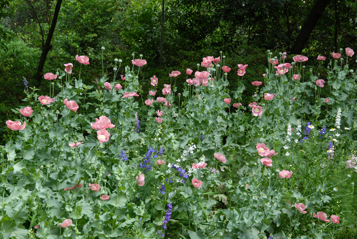 flower garden of poppies and larkspur