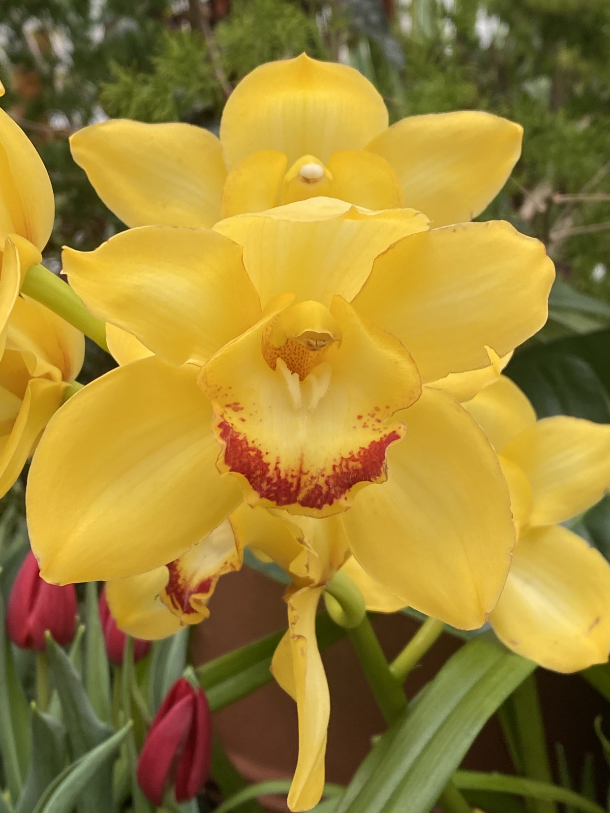 bright yellow orchid with red markings at the orchid conservatory at Biltmore.