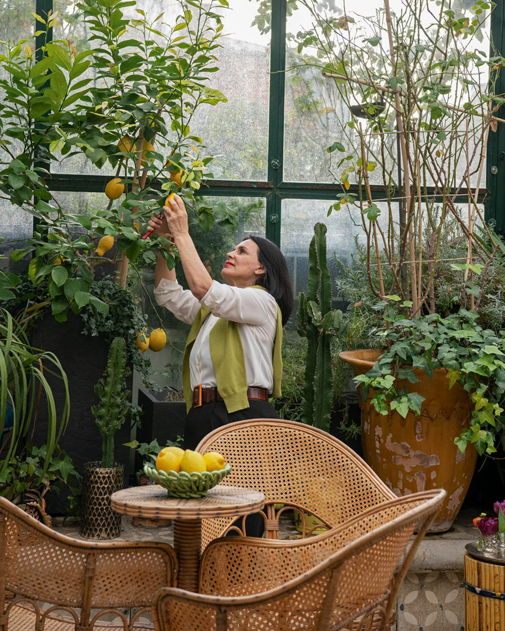 Terry de Gunzburg picks lemons grown indoors in her citrus house. Beside her a small table, surrounded by caned chairs, holds a bowl of lemons.