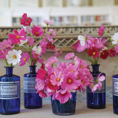An arrangement of blue glass medicine bottles filled with pink cosmos blooms from CHARLOTTE MOSS FLOWERS