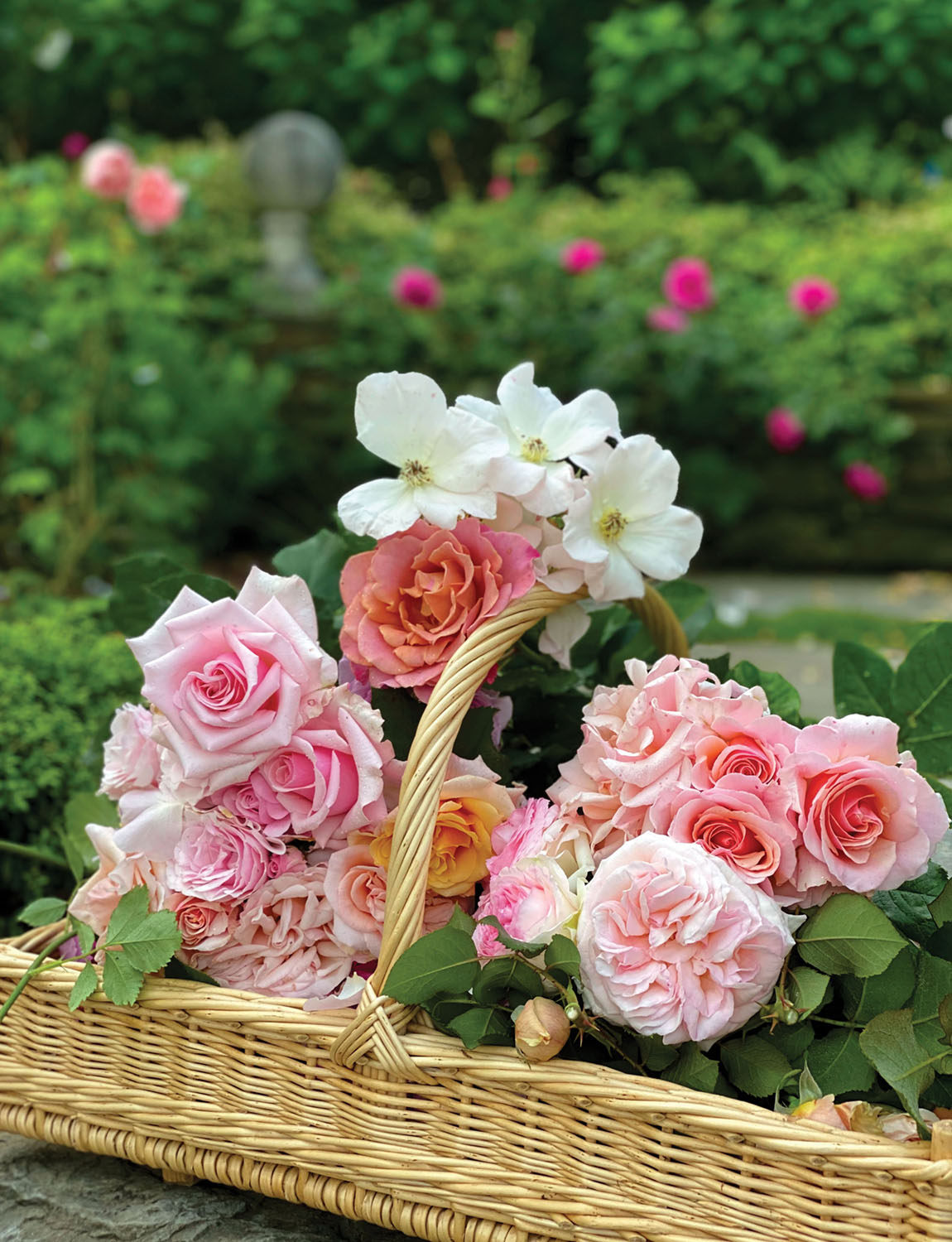 a basket of peachy pink garden roses