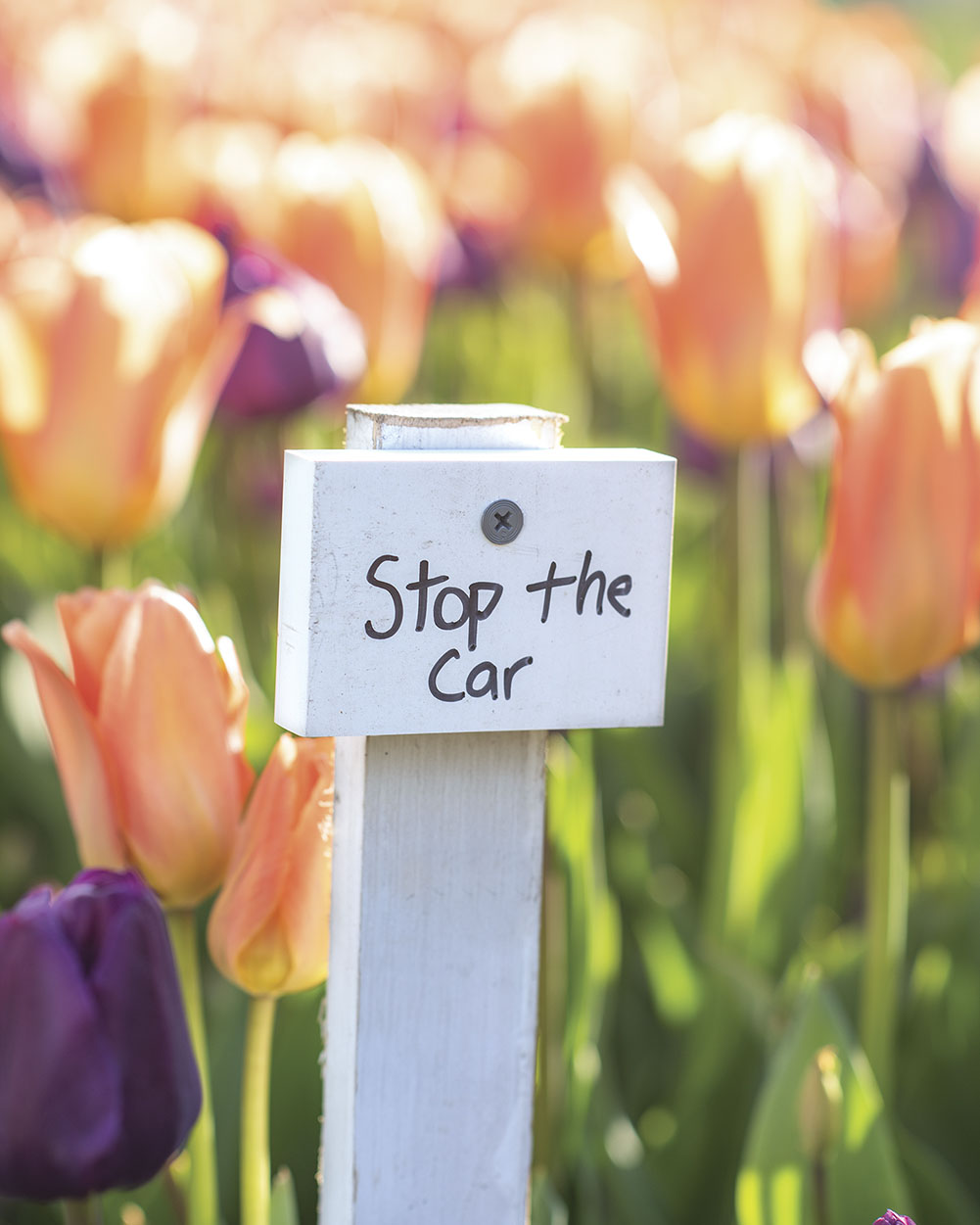 Colorblends “Stop the Car” tulips