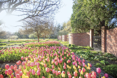 field of yellow and pink tulips along a wavy brick wall