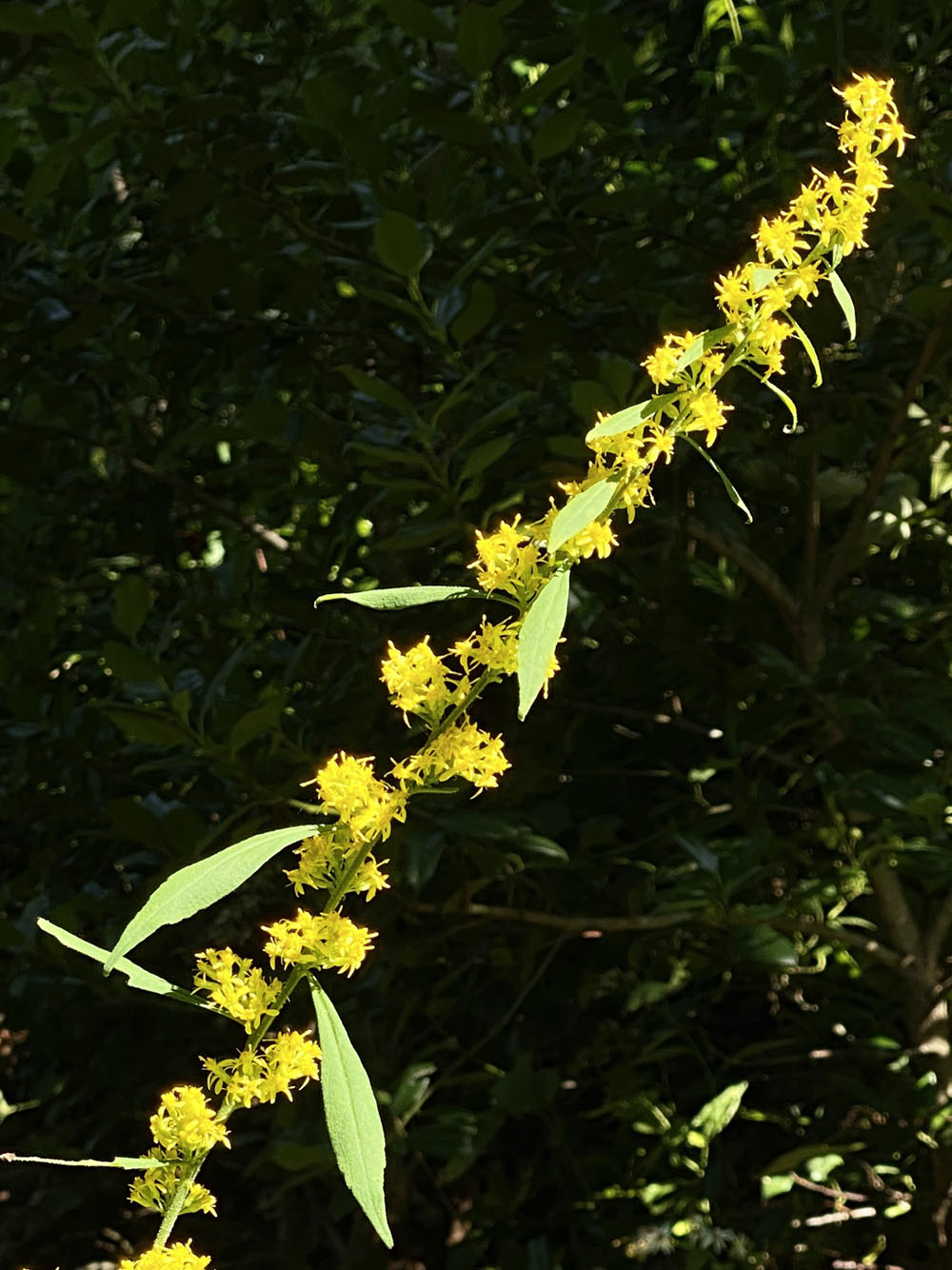 yellow Appalachian wildflower