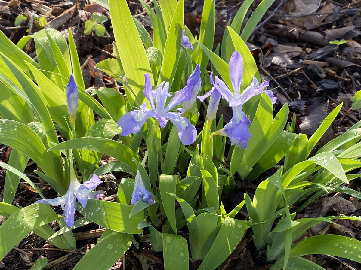 Dwarf Iris, purple wildflowers