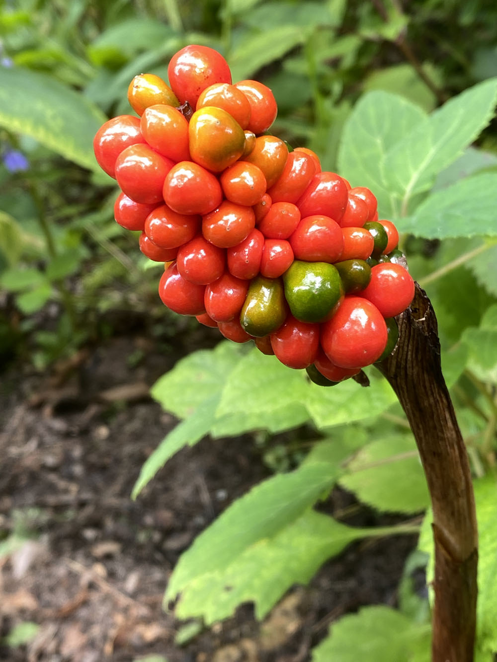 cluster of red berries on a Jack-in-the-pulpit, North American wildflower