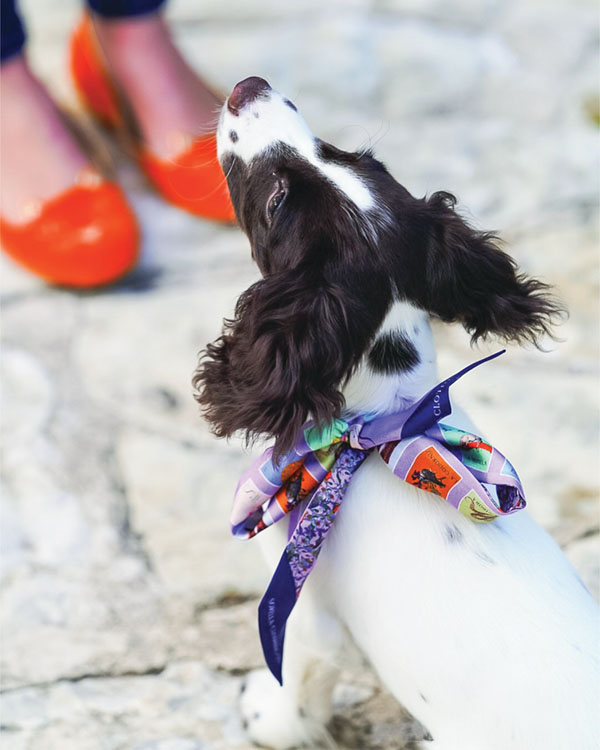 black and white dog wearing a Sorella silk ribbon tied around its neck