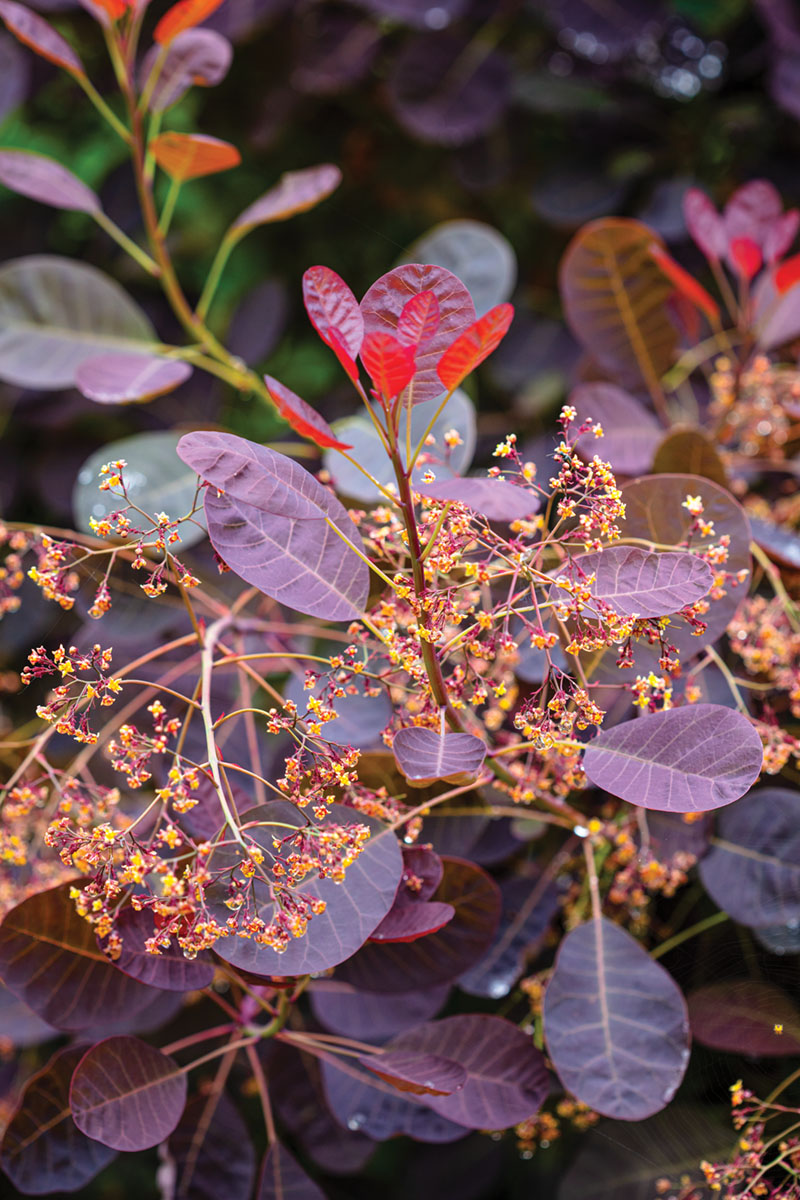 detail of red-tinged foliage of smokebush