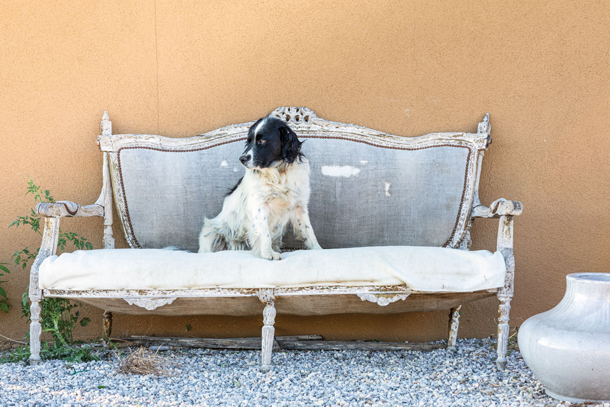 Black and white dog sits on a weathered settee.