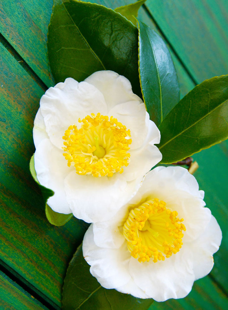 a macro closeup of green branch of tea tree Camelia Camellia sinensis white and yellow flower blossom isolated on black, its leaves and leaf buds are used to make tea