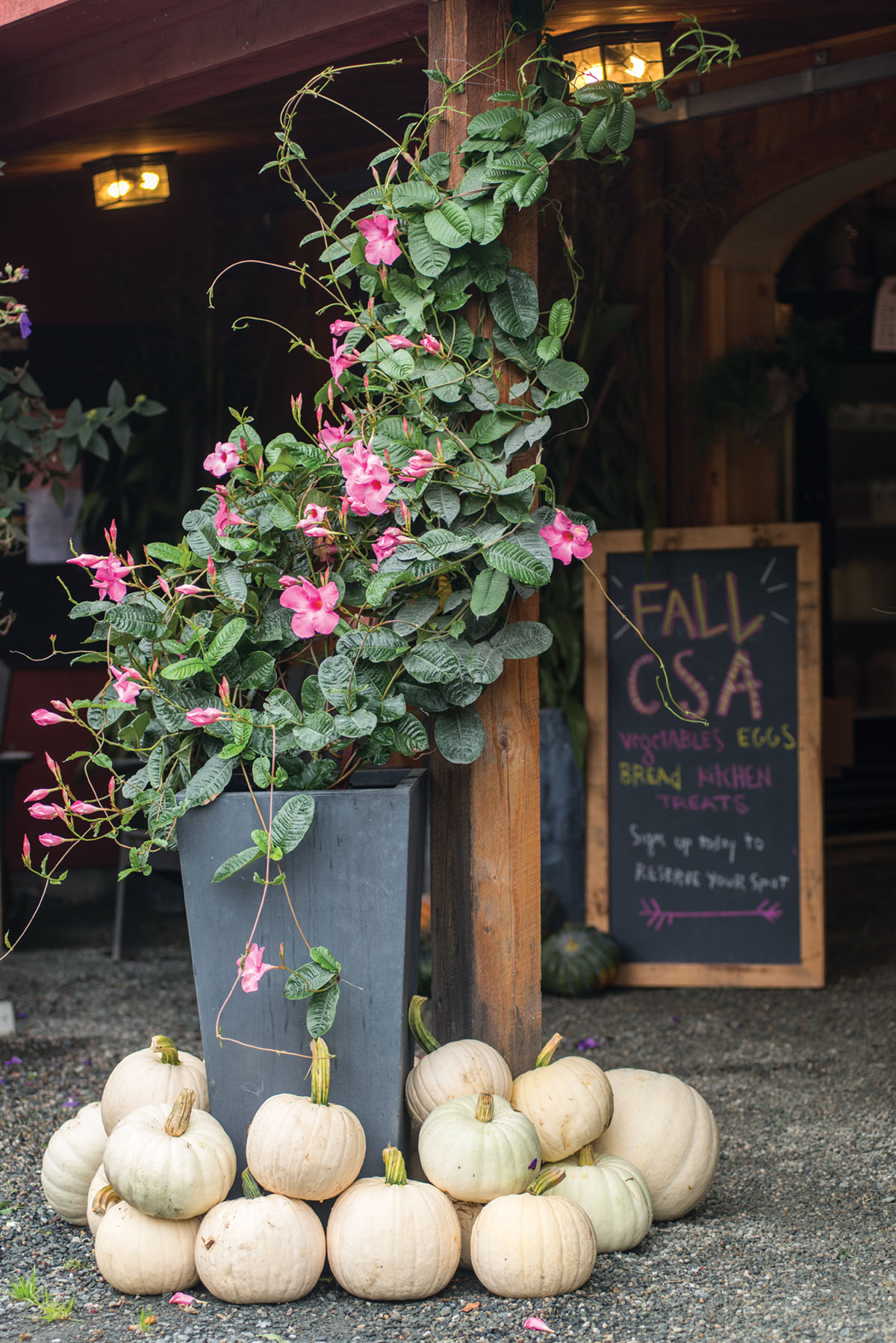 Vignette of cream-colored pumpkins and a container featuring a pink flowering vine. A chalk sign in the background advertises Edgewater Farm's fall CSA, listing vegetables, eggs, bread, and kitchen treats