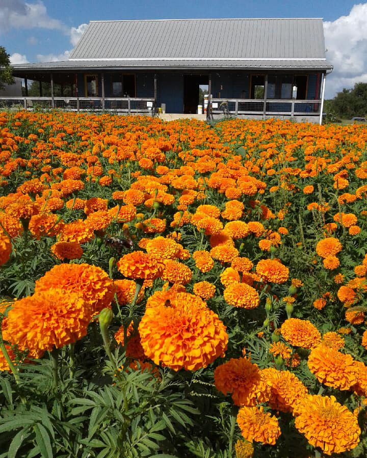 A field of orange marigolds.