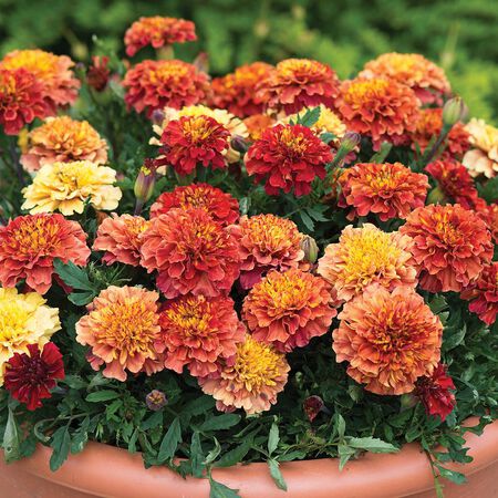 types of marigolds, Tagetes patula ‘Strawberry Blonde’ presents its soft yellow and pink blooms in a terra cotta pot