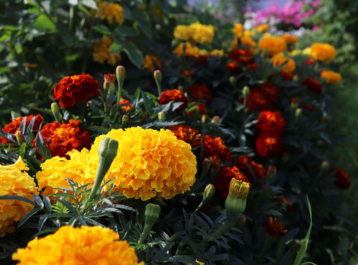 garden border of yellow and burnt-orange blooming French marigolds, the low-growing type of marigolds