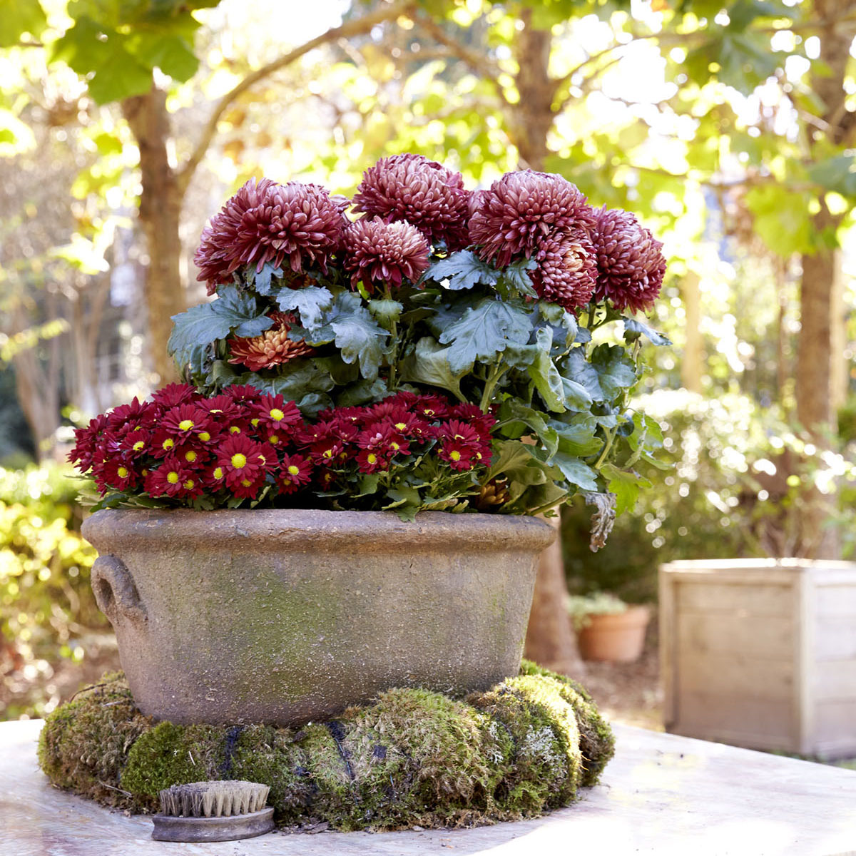 Large clay pot filled with burgundy chrysanthemums and with mounds of moss around base.