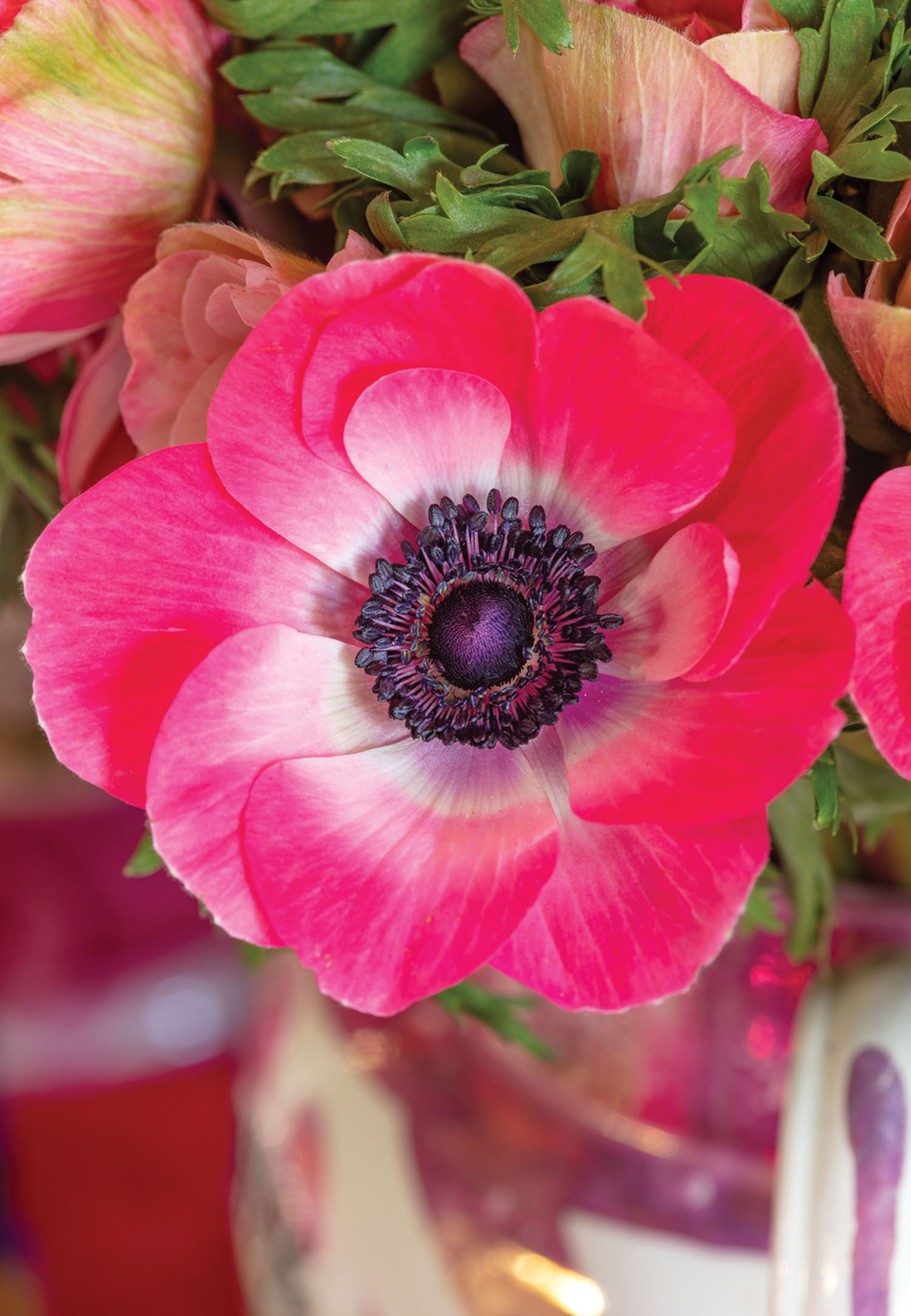 Pink anemone flower