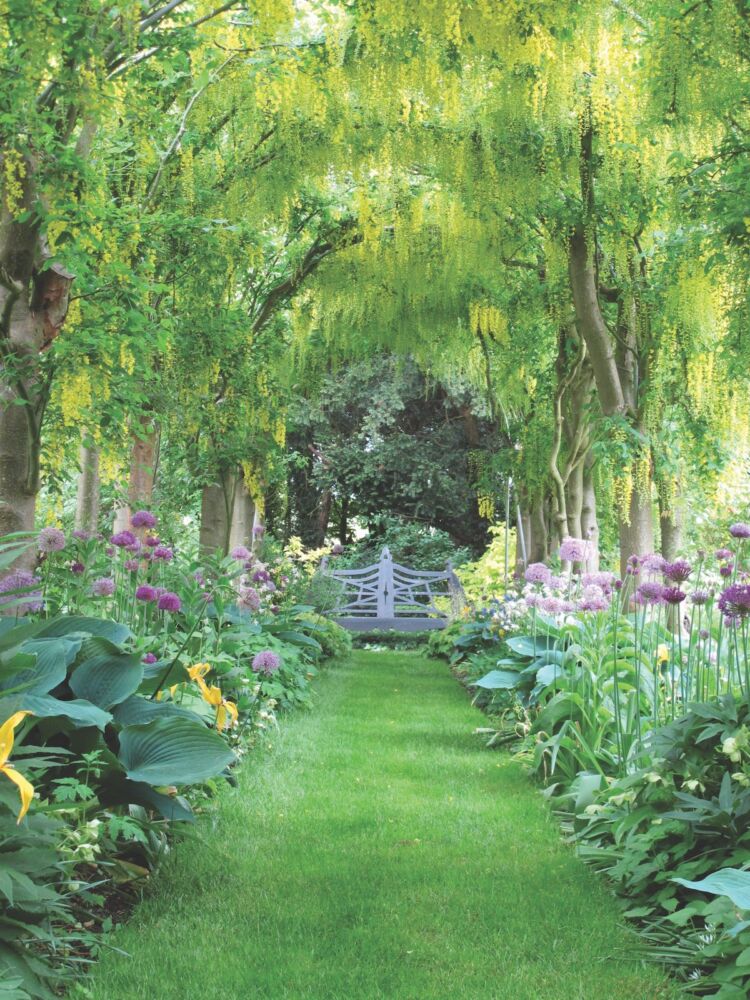 Haseley Court laburnum alle with bench at end