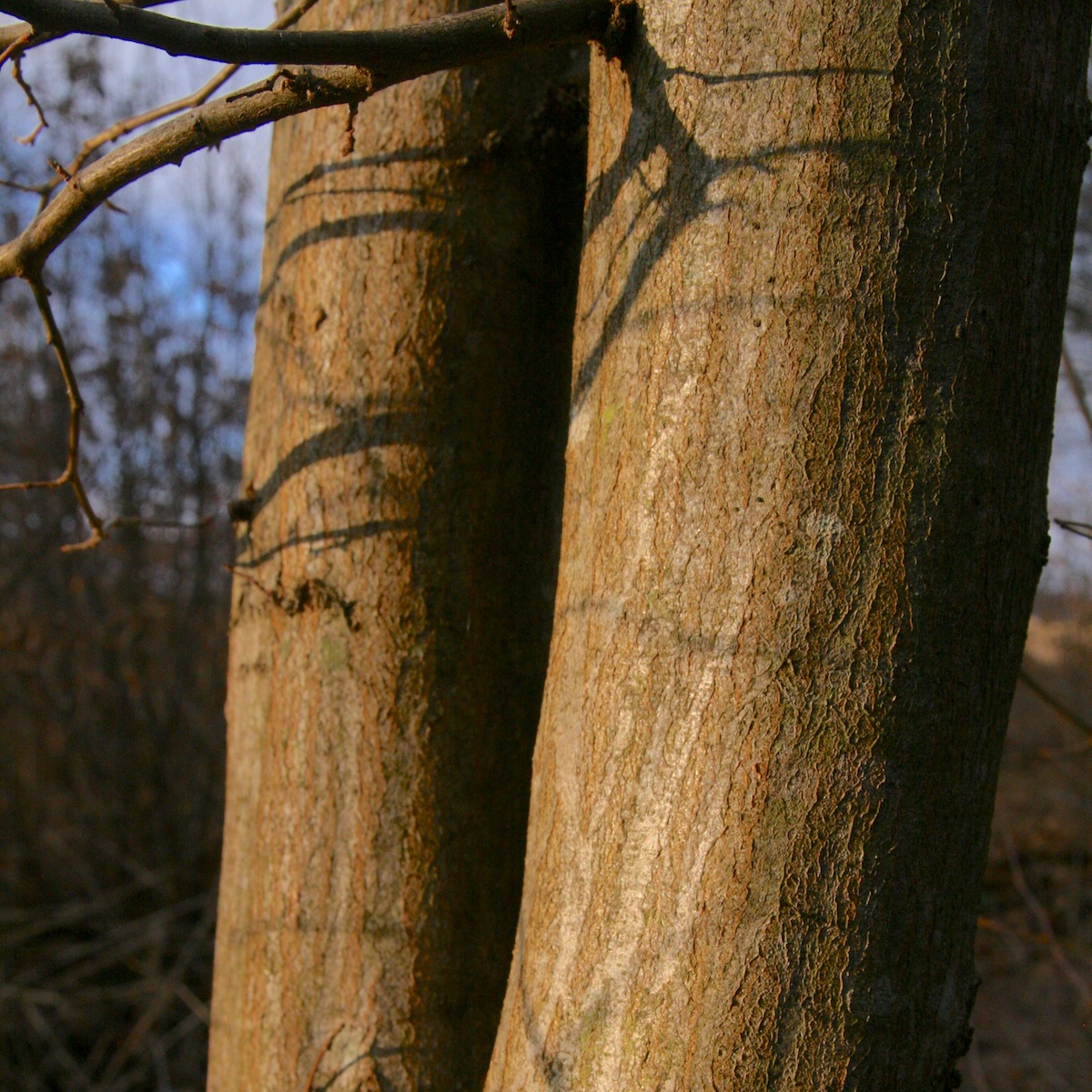 Bark of hornbeam trees showing striations and ripples that give them their common name of 'musclewood.'