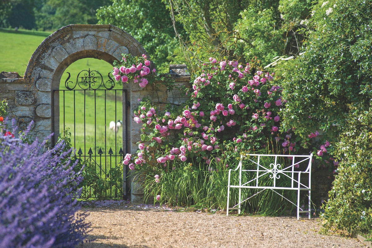 Arched garden gate flanked by pink, Constance Spry rose climbing on fence and a planting of purple salvia.