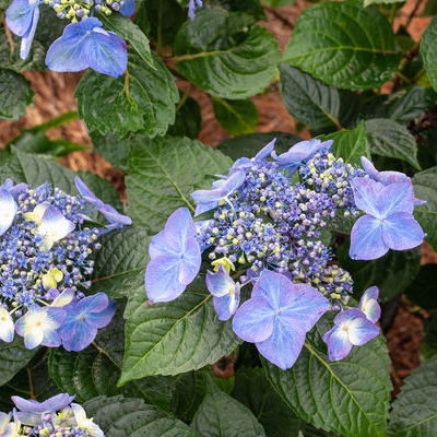 Blue lacecap flowers of Endless Summer Pop Star hydrangea