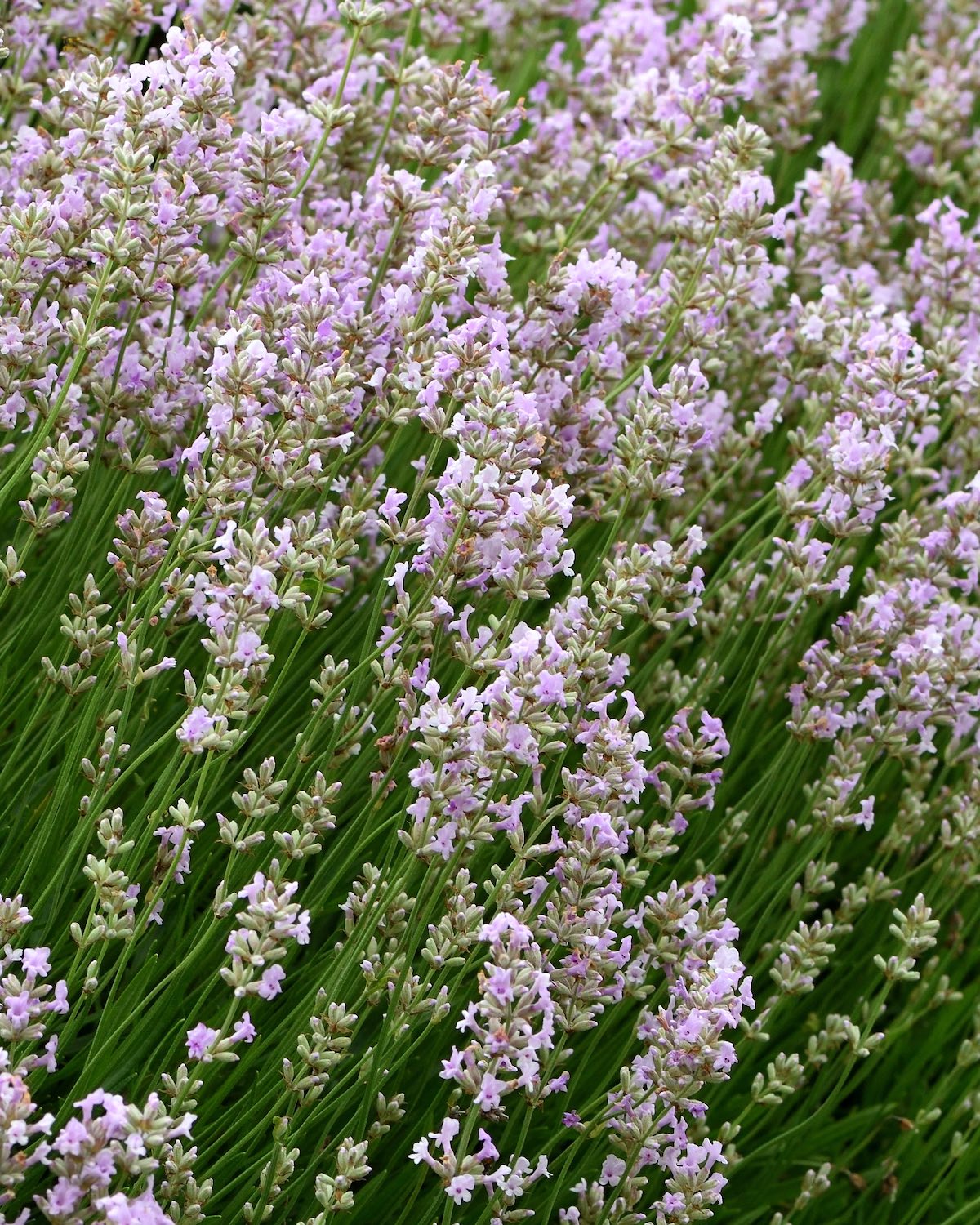 Pink-flowering 'Hidcote' English lavender