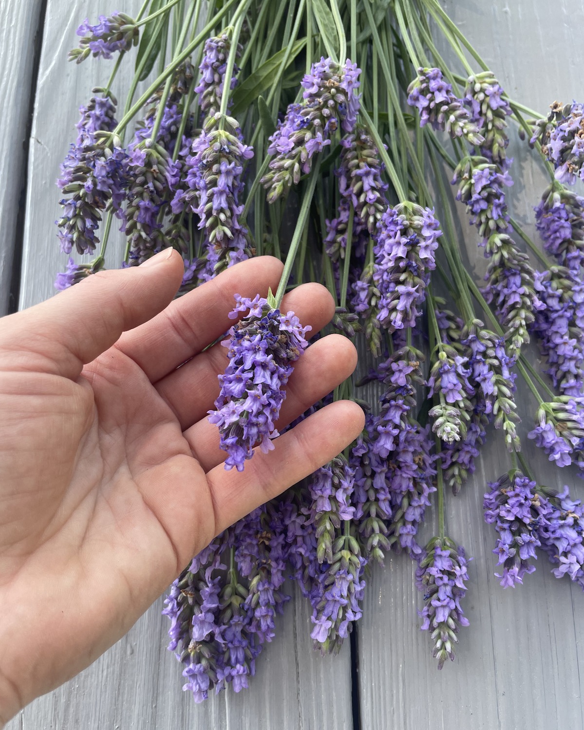 Hand holding cut flowers of 'Sensational!' Lavender