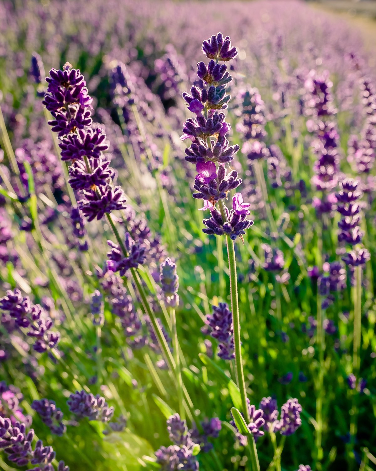 Flowering 'Superblue' Dutch lavender in field