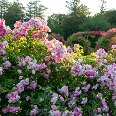 A bright morning sun hits a bed of light pink roses in a Connecticut garden.
