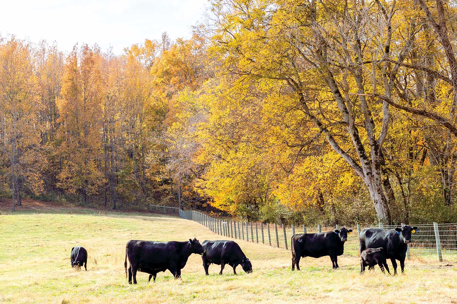 Black cattle roam a grassy field among yellow trees