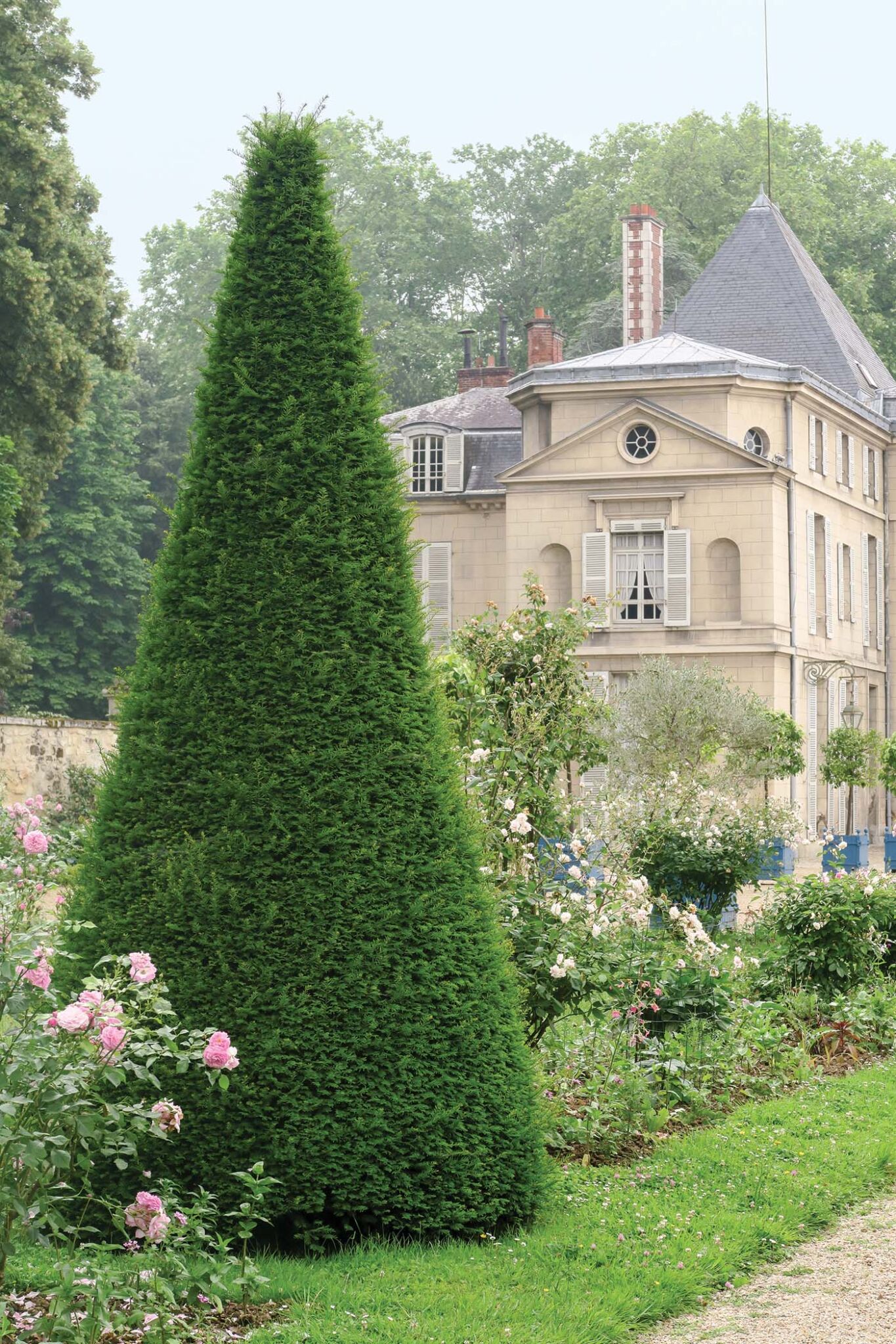 Conical-shaped yews punctuate the beds of roses on the approach to a chateau.