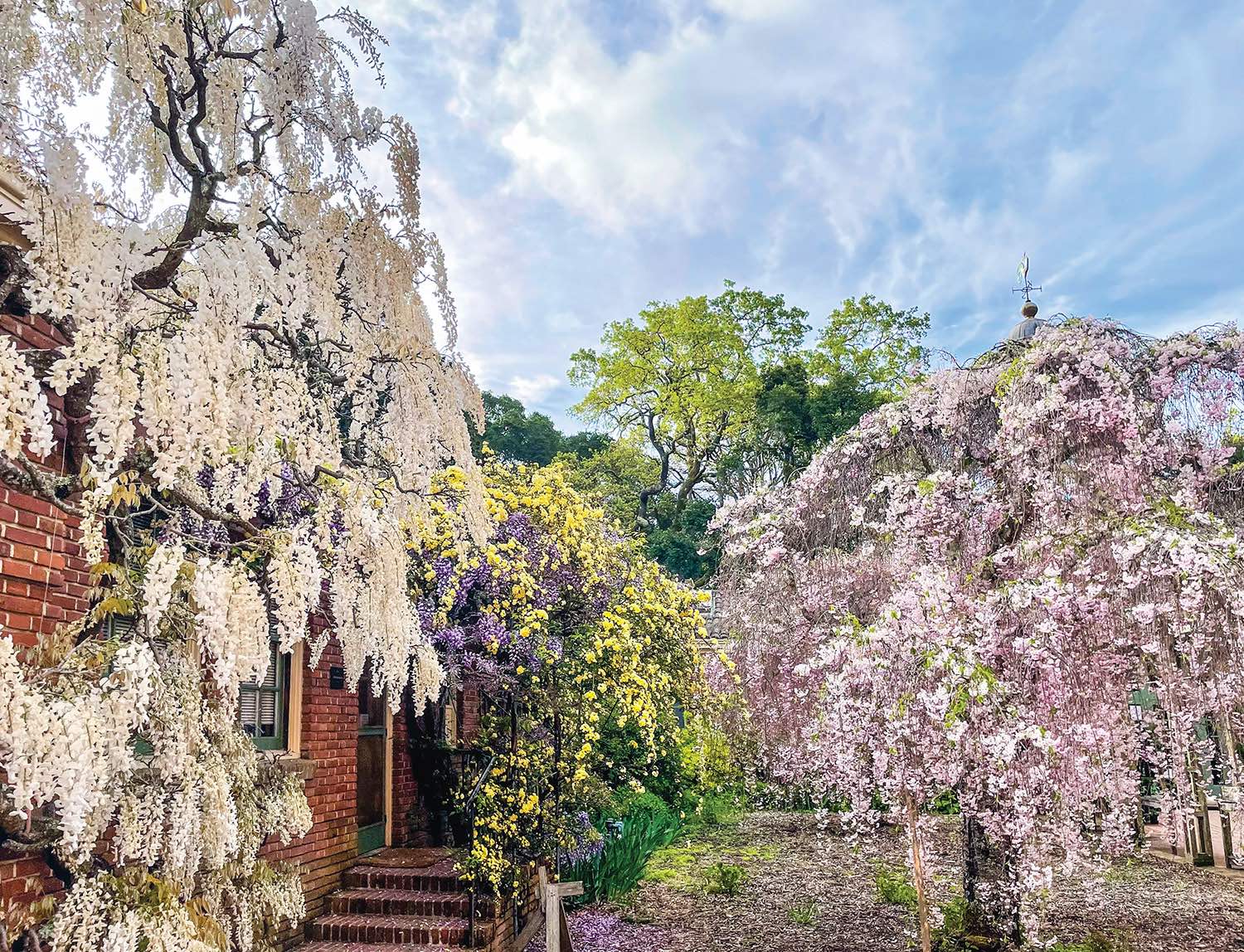 Multiple varieties of wisteria drape and bow along walls and walkways.