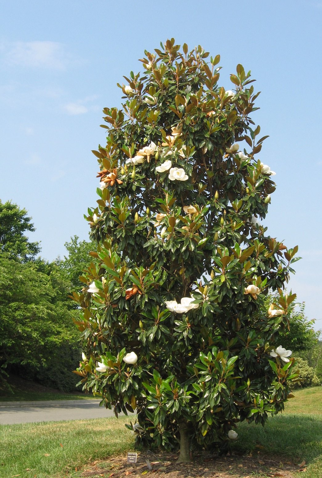 Southern magnolia, magnolia grandiflora, in landscape
