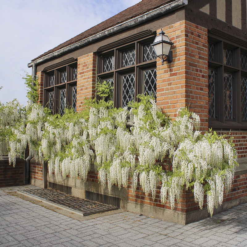 White Japanese wisteria growing under a window at Meadow Brook Hall
