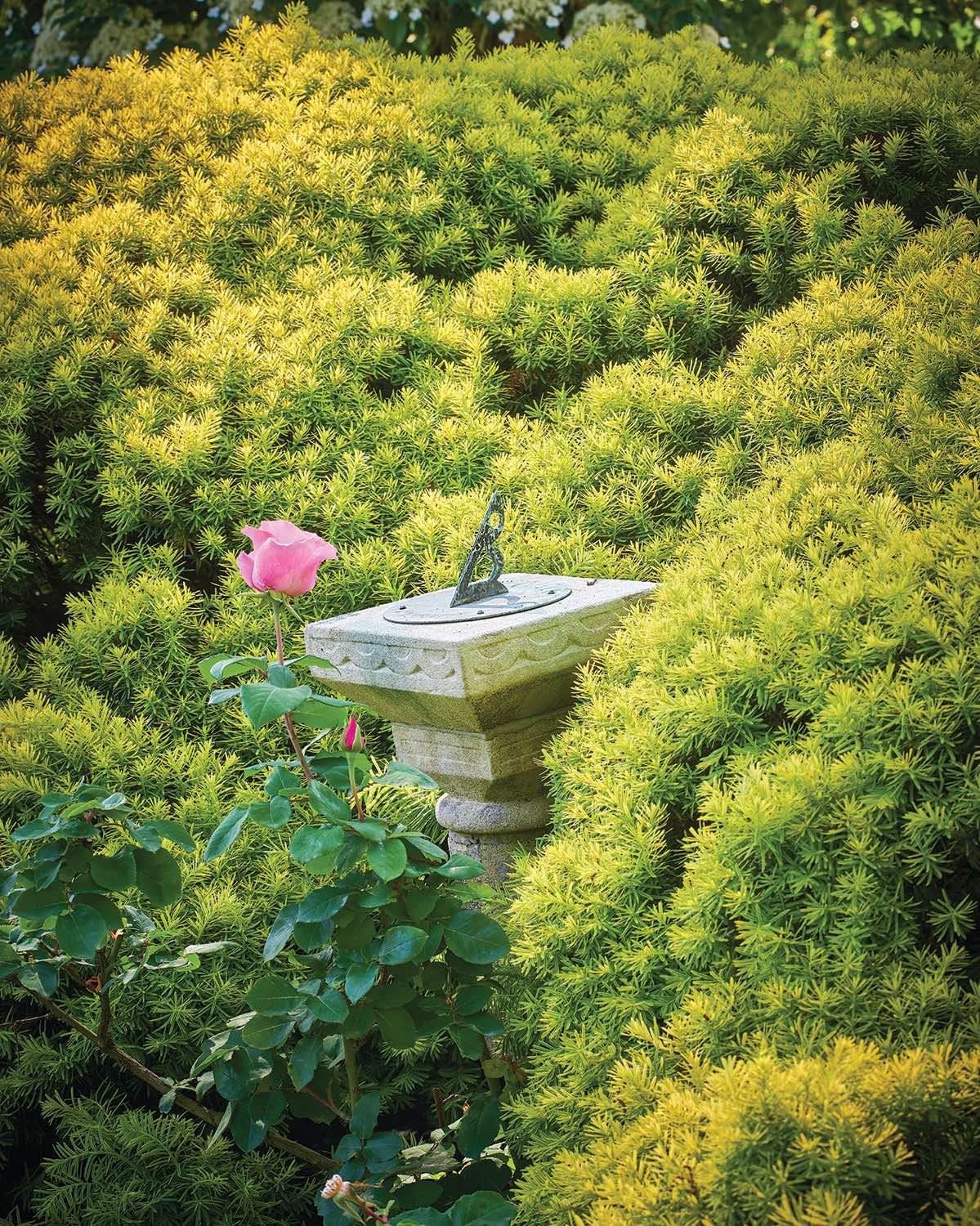 A pink McCartney Rose softens the stone of an antique sundial nestled in a hedge of golden yew.