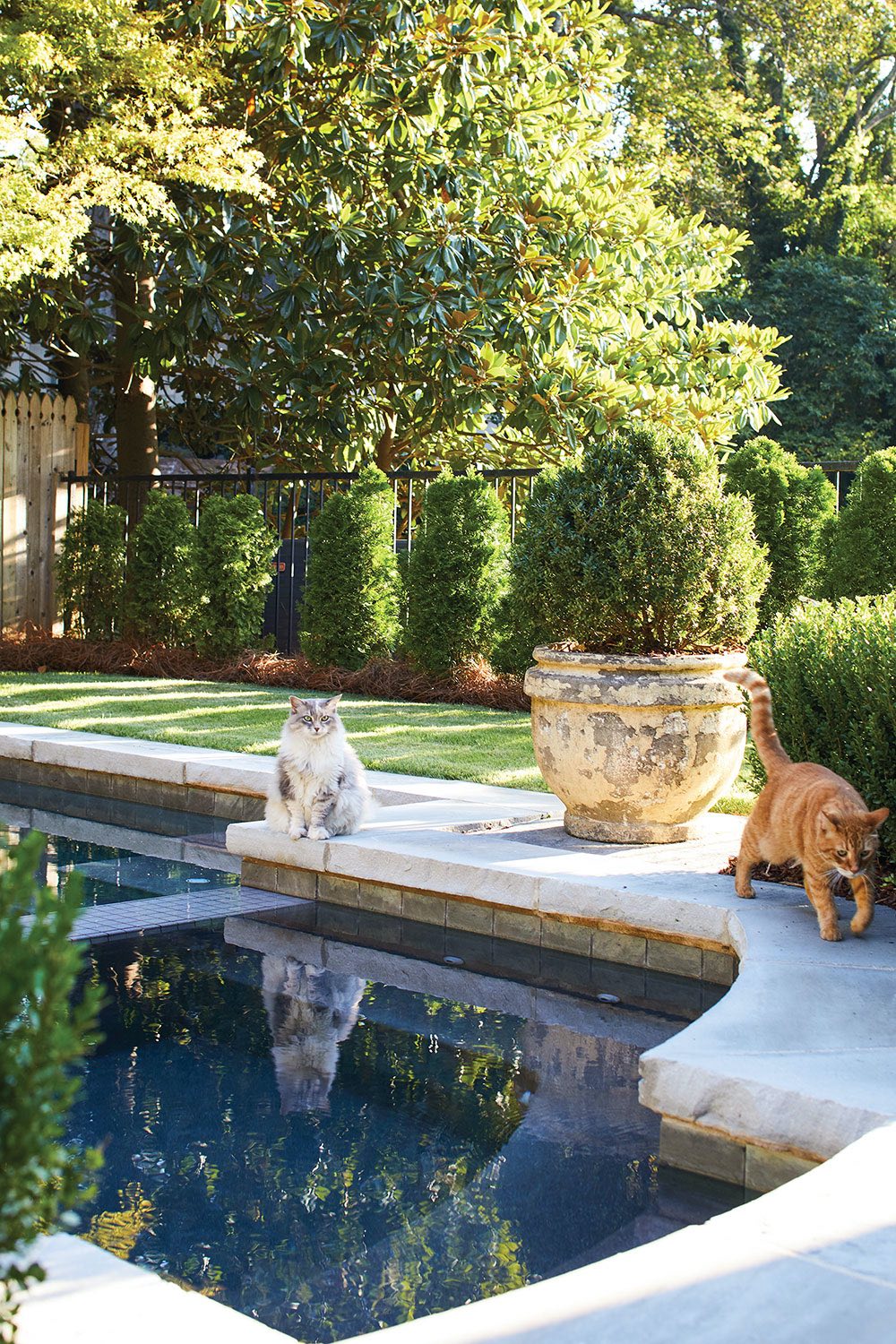 Two cats on pool decking, large pots of boxwood around pool