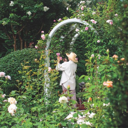 Charlotte Moss working in garden under arched trellis with roses