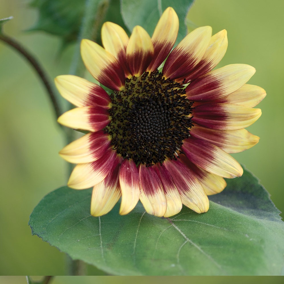 Two-tone, wine and pale yellow 'Cherry Rose' sunflower